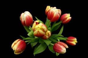 Czerwono - żółte tulipany